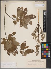Foto von Salix cinerea L.